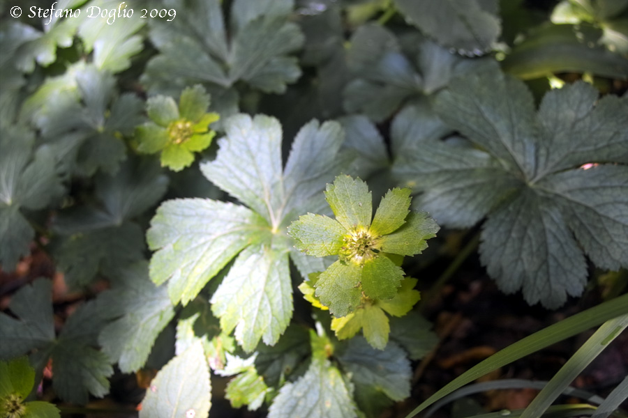 Hacquetia epipactis / Elleborina